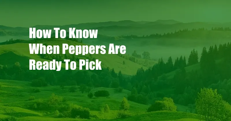 How To Know When Peppers Are Ready To Pick