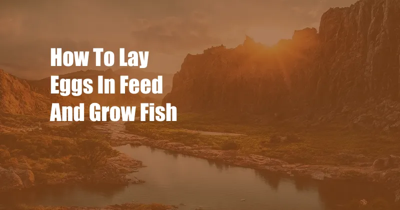 How To Lay Eggs In Feed And Grow Fish