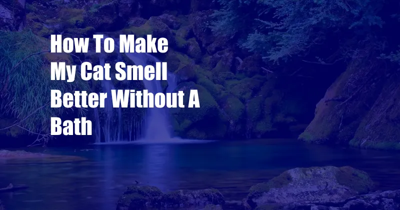 How To Make My Cat Smell Better Without A Bath