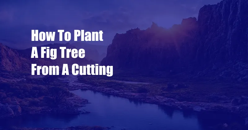 How To Plant A Fig Tree From A Cutting