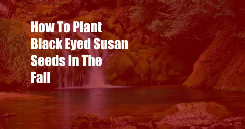 How To Plant Black Eyed Susan Seeds In The Fall