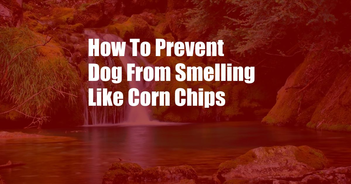 How To Prevent Dog From Smelling Like Corn Chips