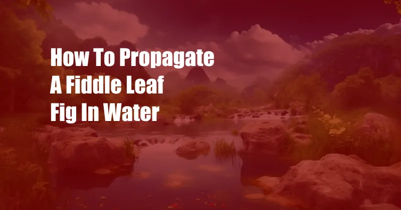 How To Propagate A Fiddle Leaf Fig In Water