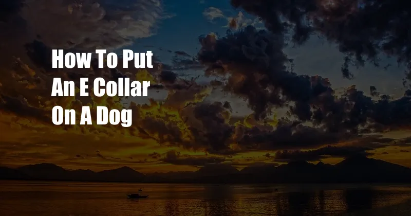 How To Put An E Collar On A Dog
