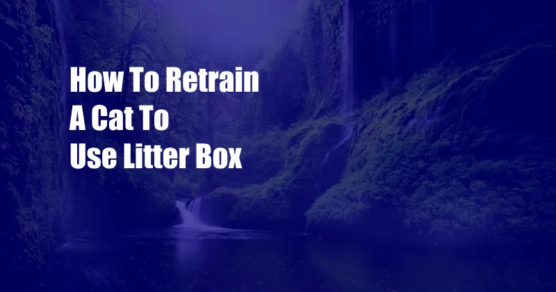 How To Retrain A Cat To Use Litter Box