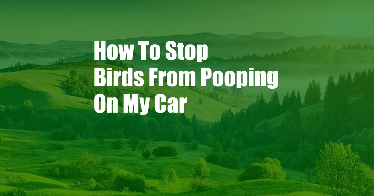 How To Stop Birds From Pooping On My Car