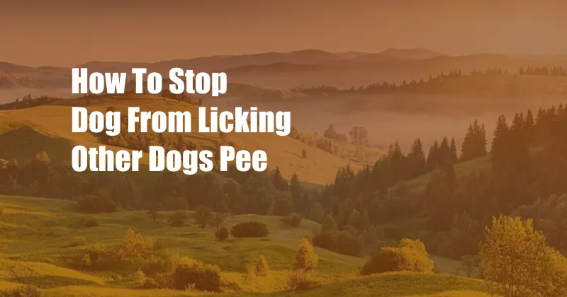 How To Stop Dog From Licking Other Dogs Pee