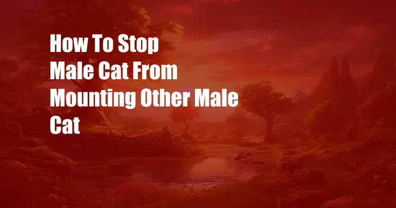 How To Stop Male Cat From Mounting Other Male Cat