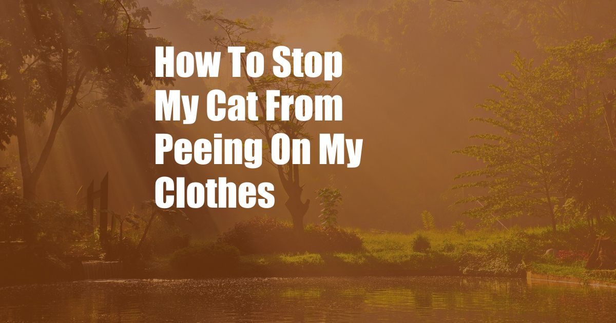 How To Stop My Cat From Peeing On My Clothes