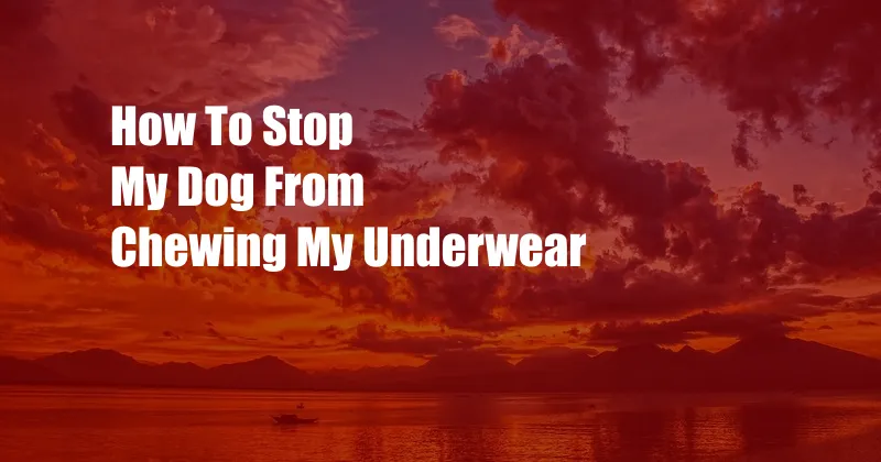 How To Stop My Dog From Chewing My Underwear
