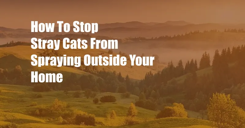 How To Stop Stray Cats From Spraying Outside Your Home