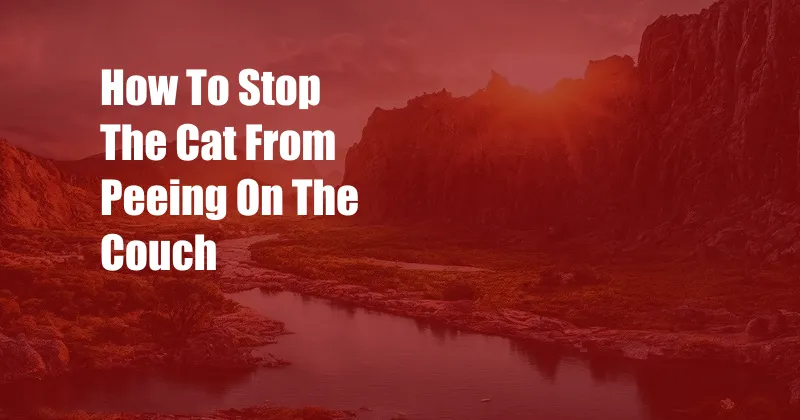 How To Stop The Cat From Peeing On The Couch