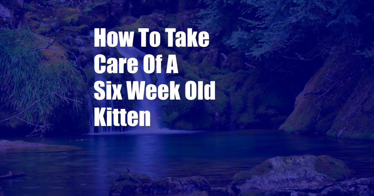 How To Take Care Of A Six Week Old Kitten