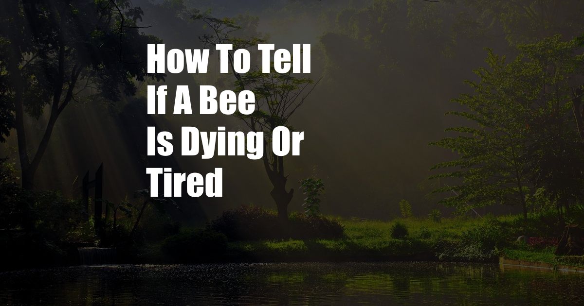 How To Tell If A Bee Is Dying Or Tired