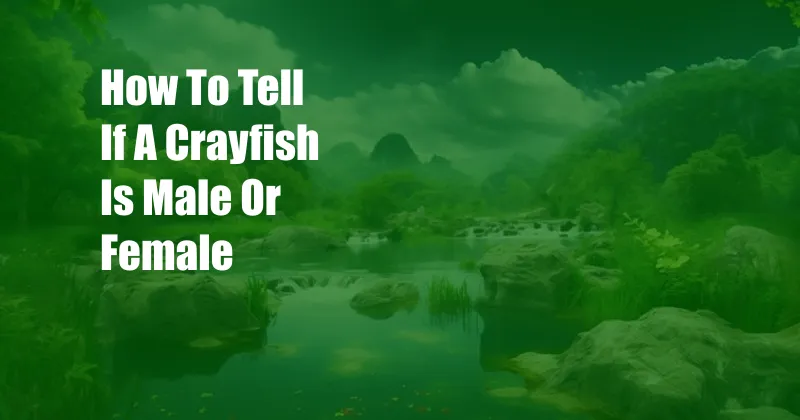 How To Tell If A Crayfish Is Male Or Female