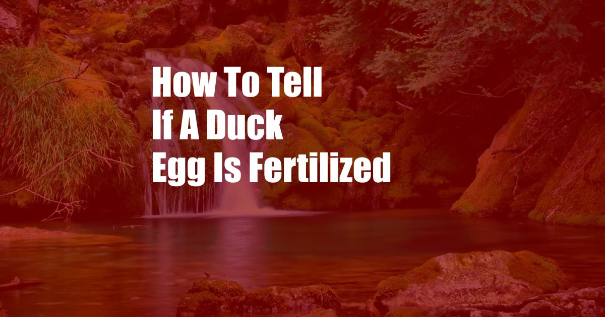 How To Tell If A Duck Egg Is Fertilized