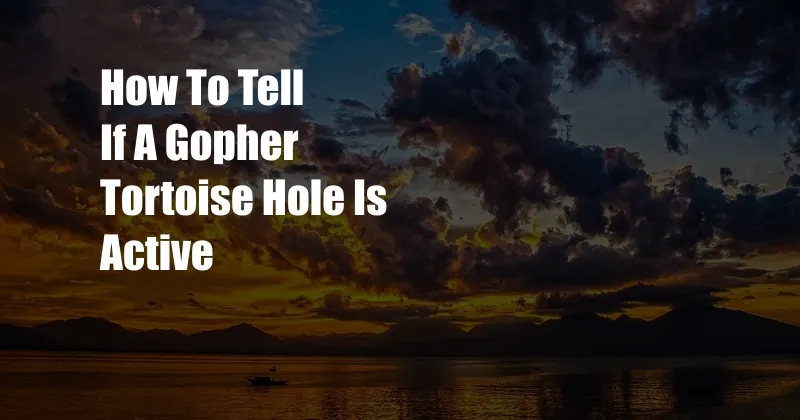 How To Tell If A Gopher Tortoise Hole Is Active