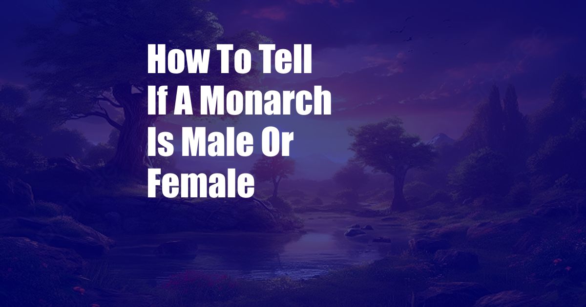 How To Tell If A Monarch Is Male Or Female