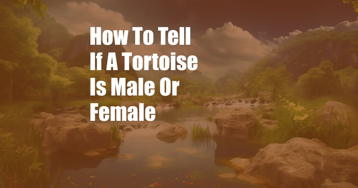 How To Tell If A Tortoise Is Male Or Female