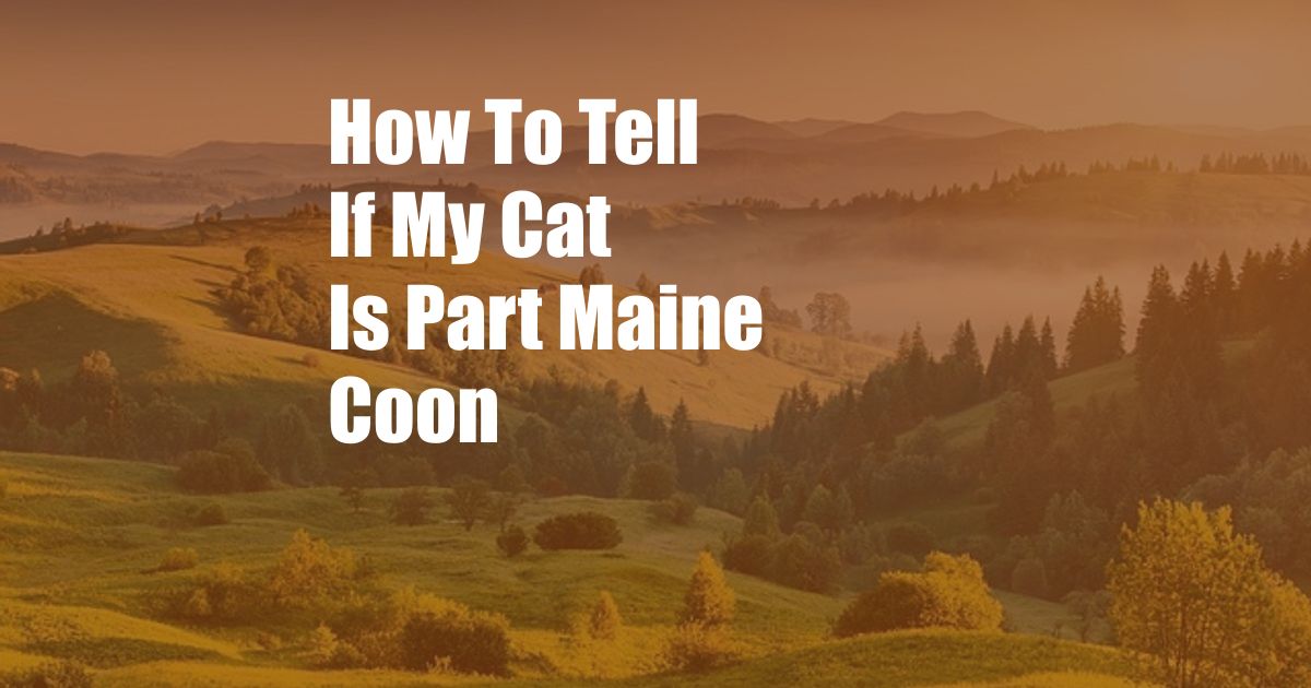 How To Tell If My Cat Is Part Maine Coon