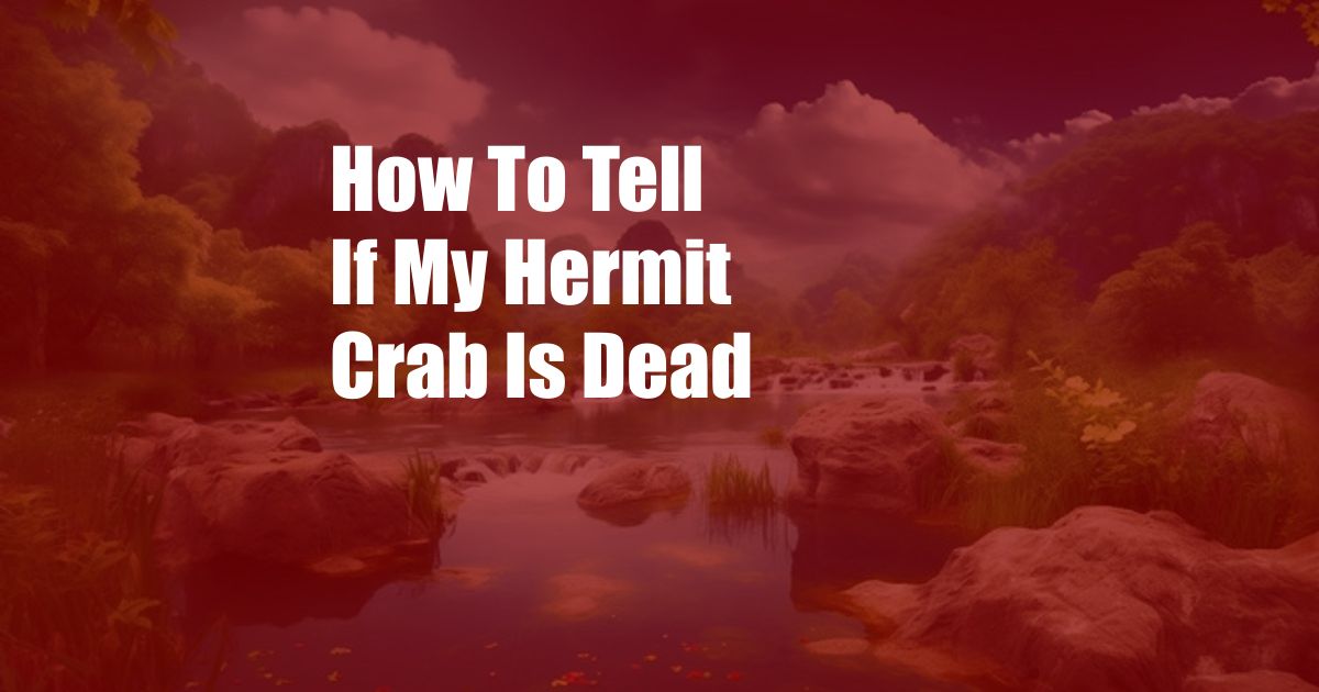 How To Tell If My Hermit Crab Is Dead