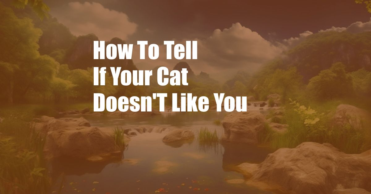 How To Tell If Your Cat Doesn'T Like You