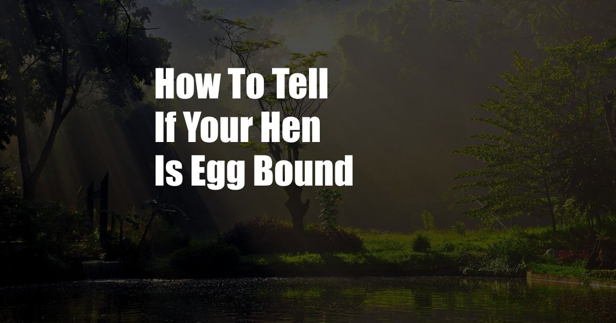 How To Tell If Your Hen Is Egg Bound