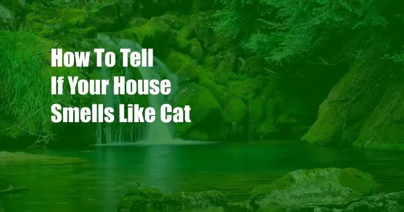 How To Tell If Your House Smells Like Cat