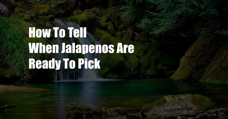 How To Tell When Jalapenos Are Ready To Pick