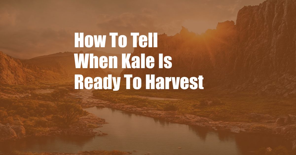 How To Tell When Kale Is Ready To Harvest