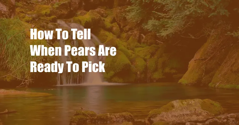 How To Tell When Pears Are Ready To Pick