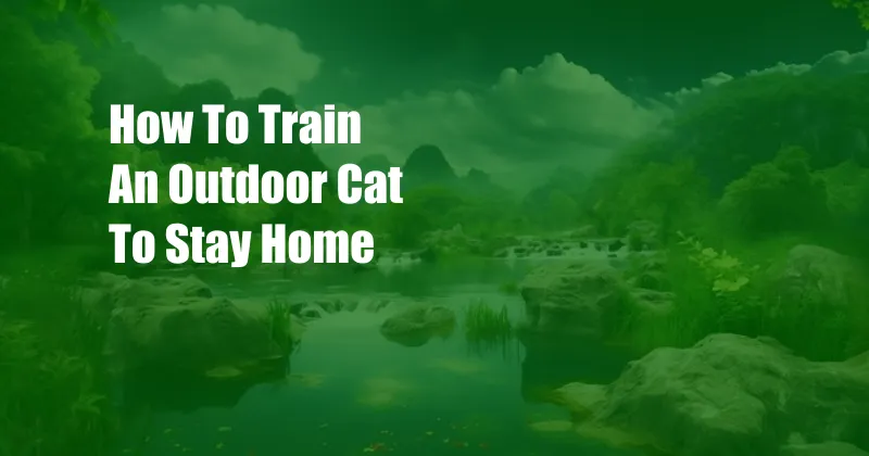 How To Train An Outdoor Cat To Stay Home