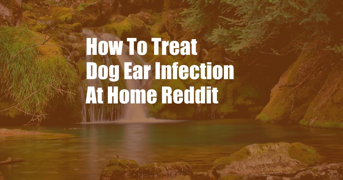 How To Treat Dog Ear Infection At Home Reddit