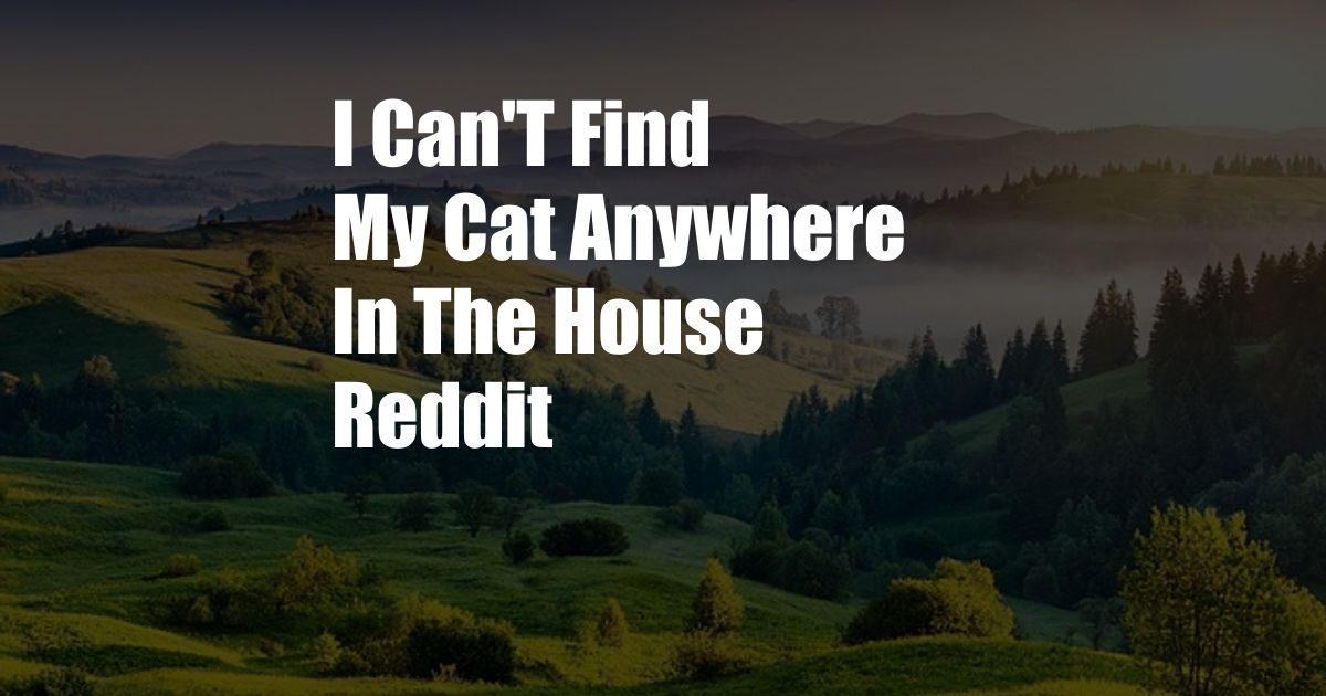 I Can'T Find My Cat Anywhere In The House Reddit