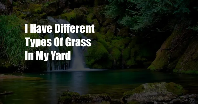 I Have Different Types Of Grass In My Yard