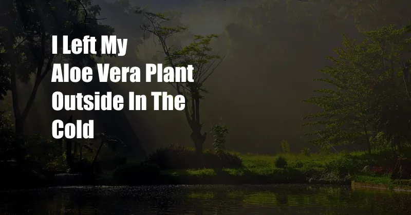 I Left My Aloe Vera Plant Outside In The Cold