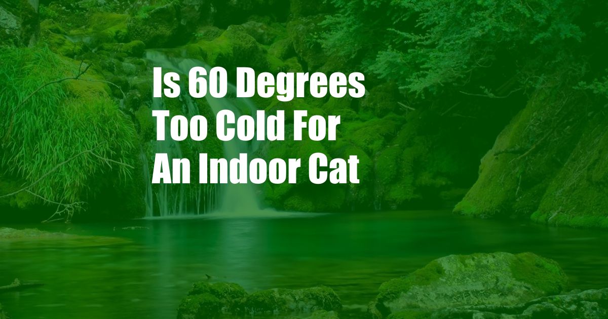 Is 60 Degrees Too Cold For An Indoor Cat