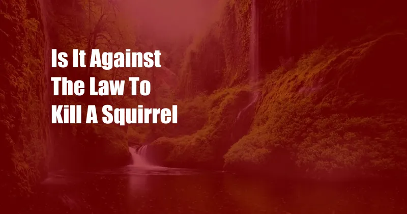 Is It Against The Law To Kill A Squirrel