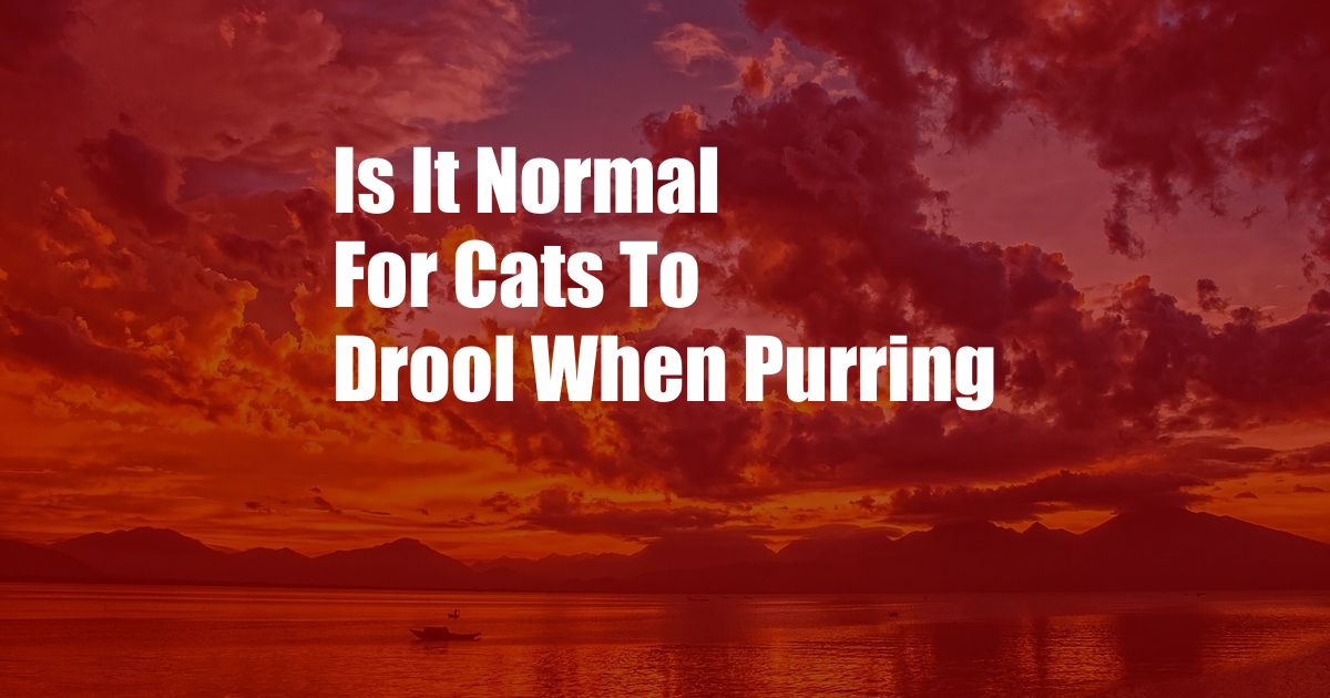 Is It Normal For Cats To Drool When Purring