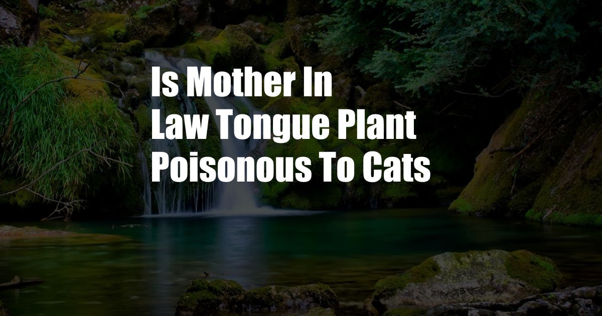 Is Mother In Law Tongue Plant Poisonous To Cats