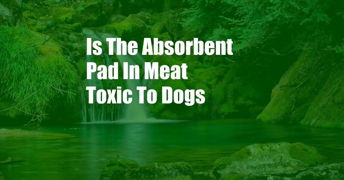 Is The Absorbent Pad In Meat Toxic To Dogs