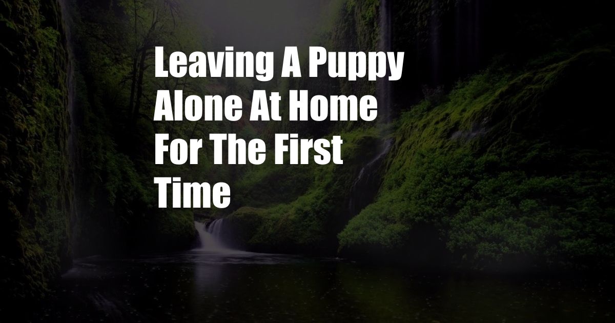 Leaving A Puppy Alone At Home For The First Time