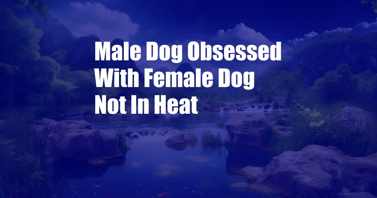 Male Dog Obsessed With Female Dog Not In Heat