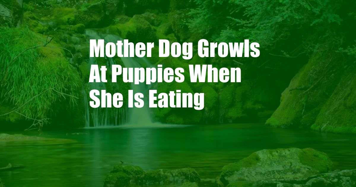 Mother Dog Growls At Puppies When She Is Eating