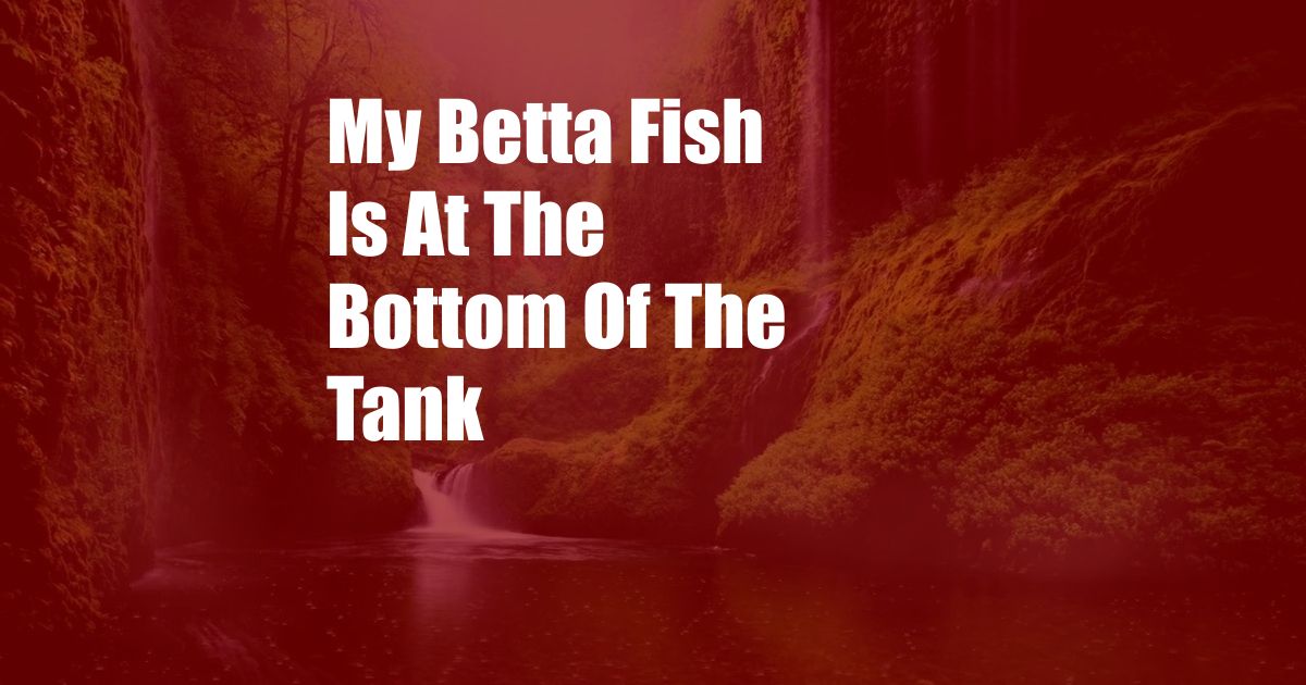 My Betta Fish Is At The Bottom Of The Tank