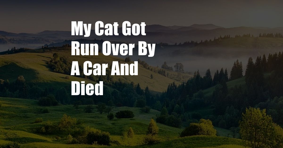 My Cat Got Run Over By A Car And Died