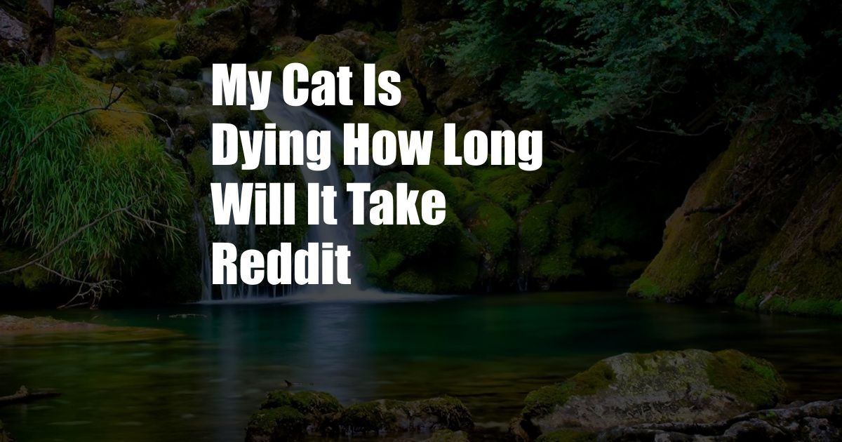 My Cat Is Dying How Long Will It Take Reddit