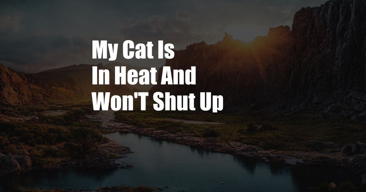 My Cat Is In Heat And Won'T Shut Up