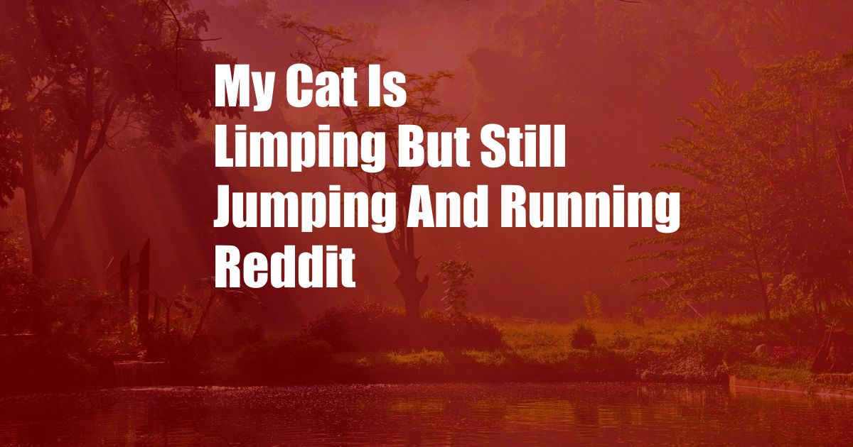 My Cat Is Limping But Still Jumping And Running Reddit