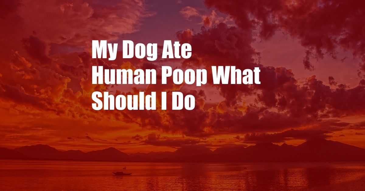 My Dog Ate Human Poop What Should I Do